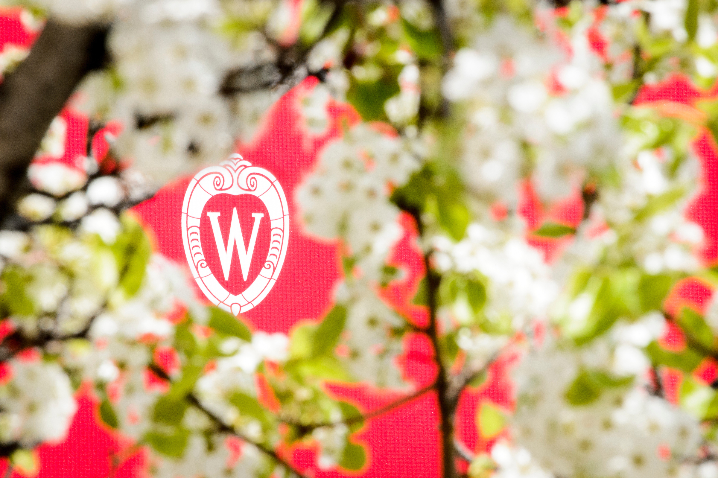 A W crest surrounded by the spring blooms of an ornamental pear tree