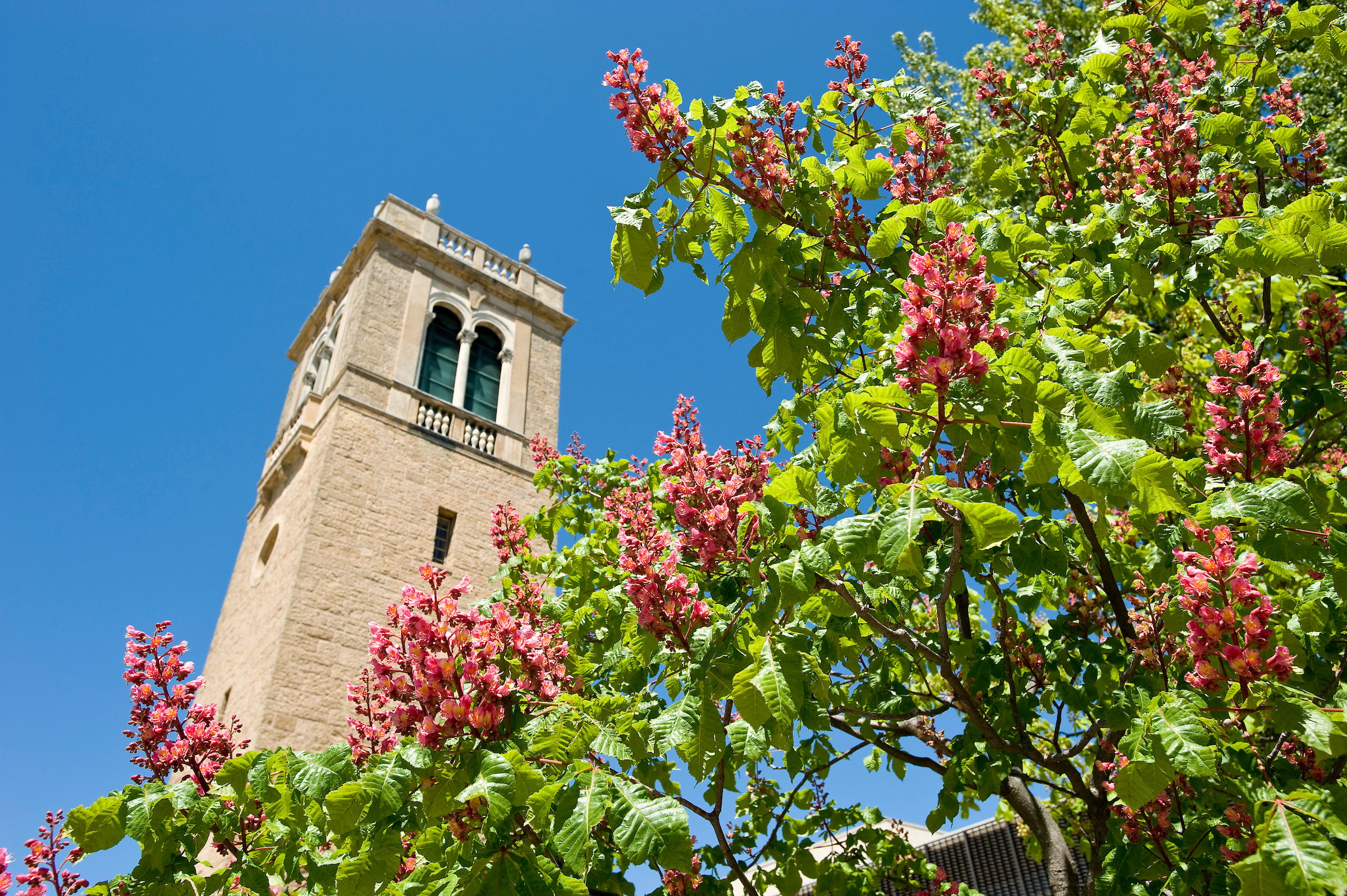 Briotii Red Horsechestnut tree frames a view of the Carillon Tower
