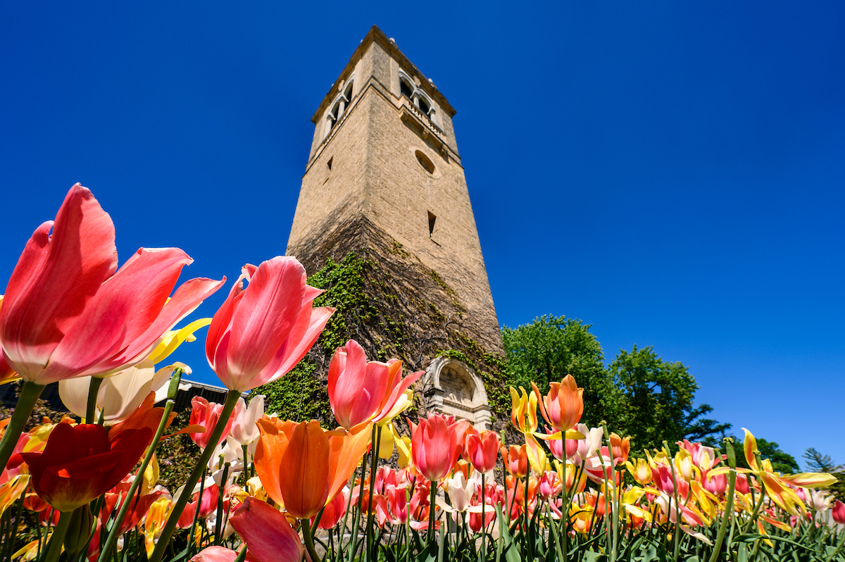 Flowers frame the view of Carillon Tower