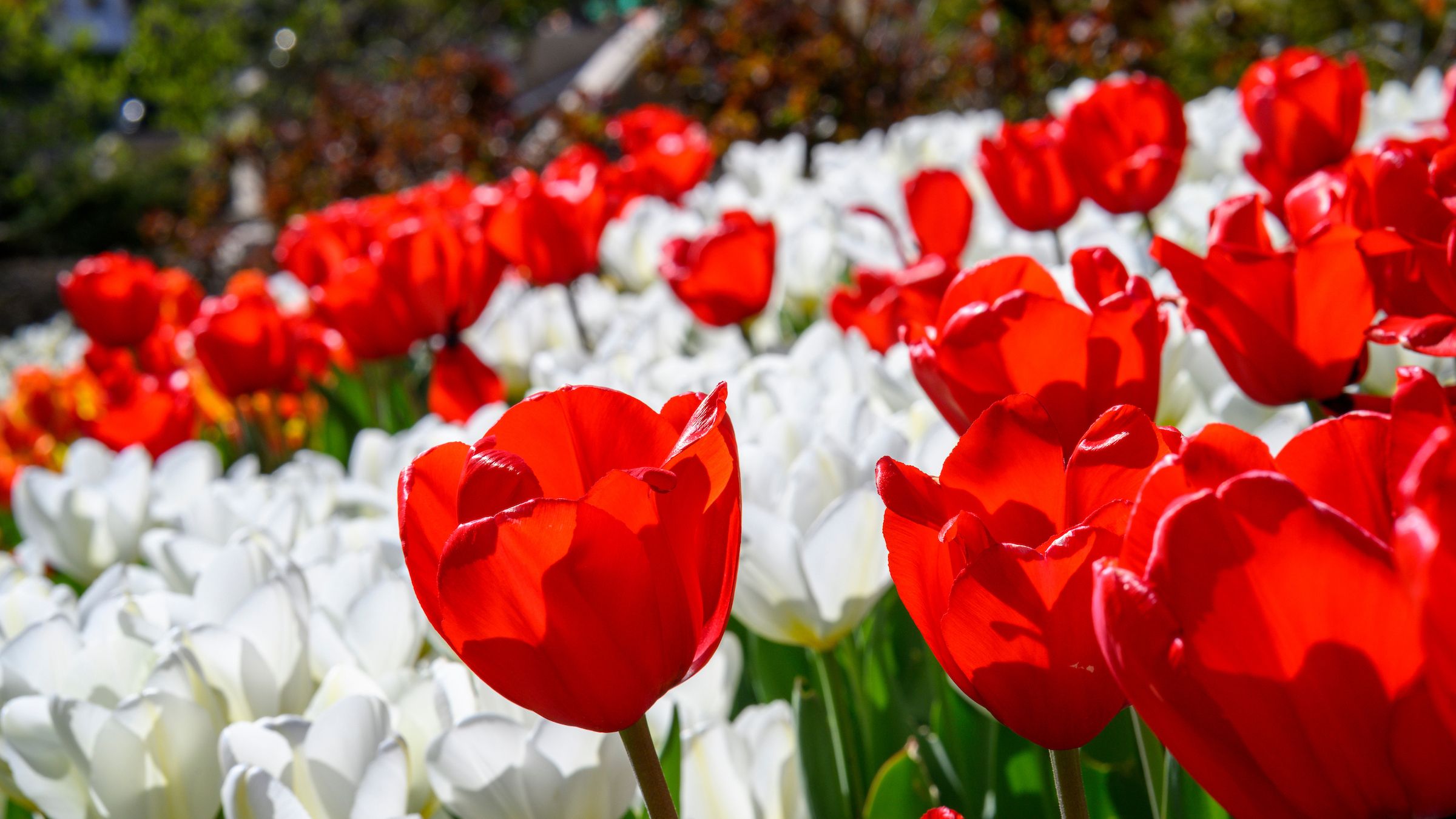 red and white tulips